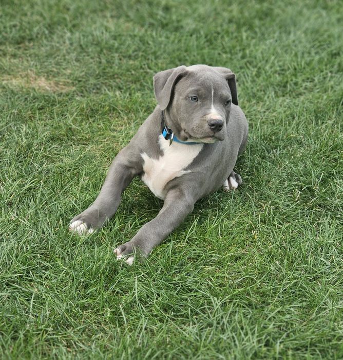 Piękny piesek american bully xl