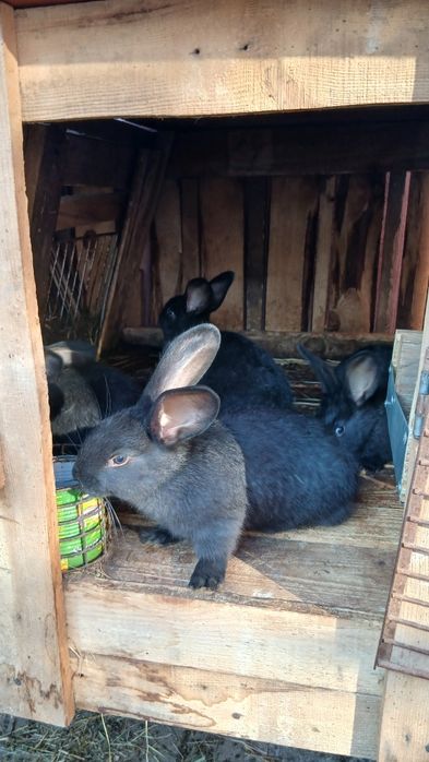 Полтавское серебро