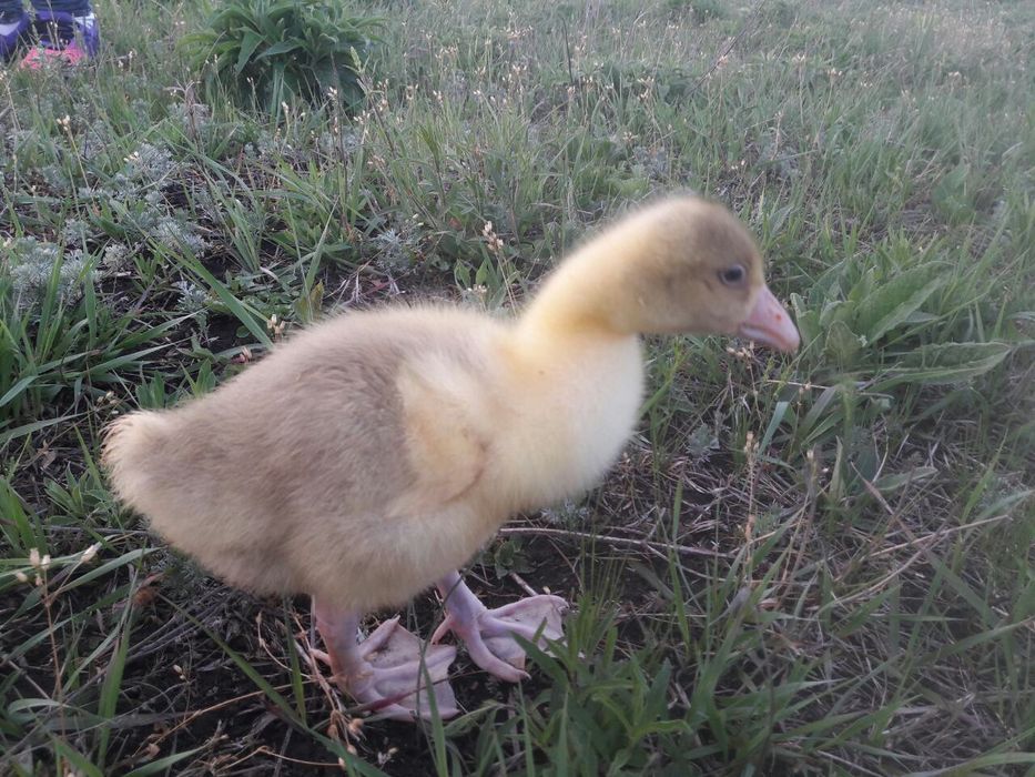 Продам гусиное яйцо породы мамут