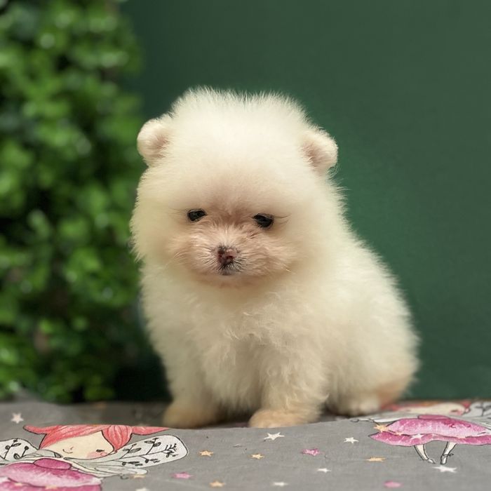 шикарний Хлопчик Міні