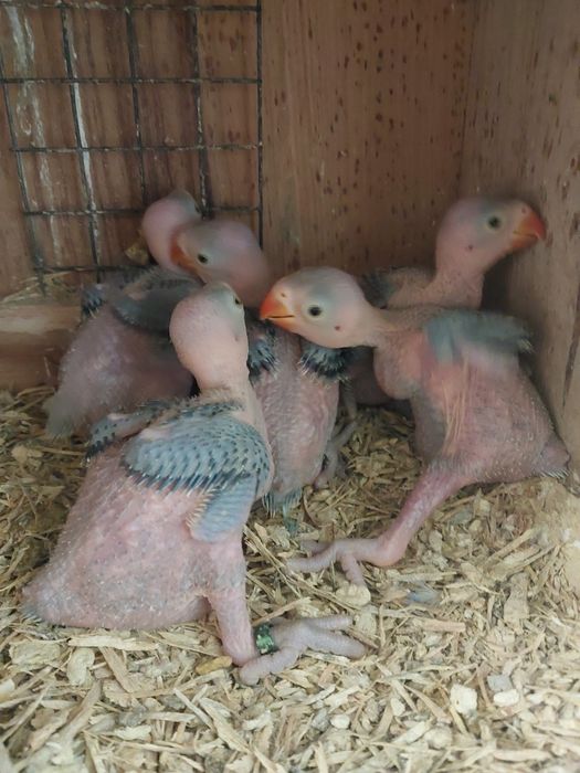 Ring necks violeta para criar a mão