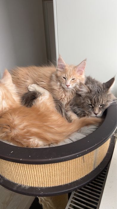 Piękny kremowy Maine Coon