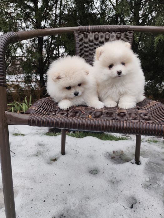 Гарненькі Дівчатка Міні!