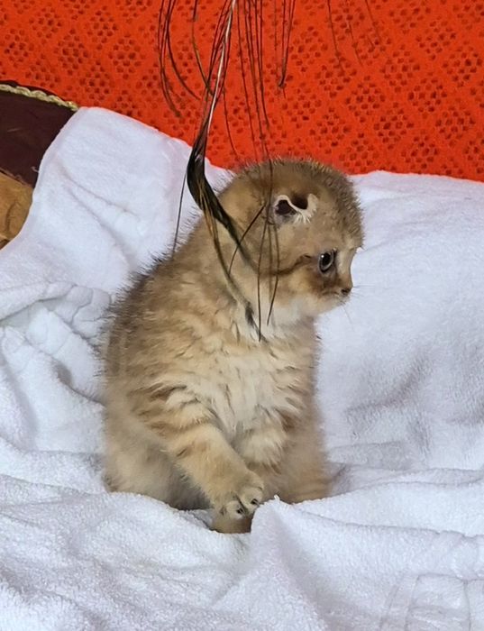 Віслоухе кошеня  золотої  шиншили