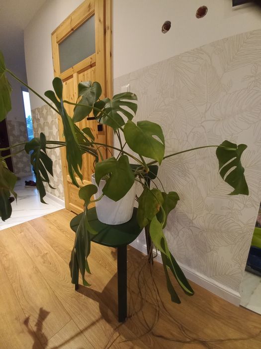 Monstera szuka nowego domu