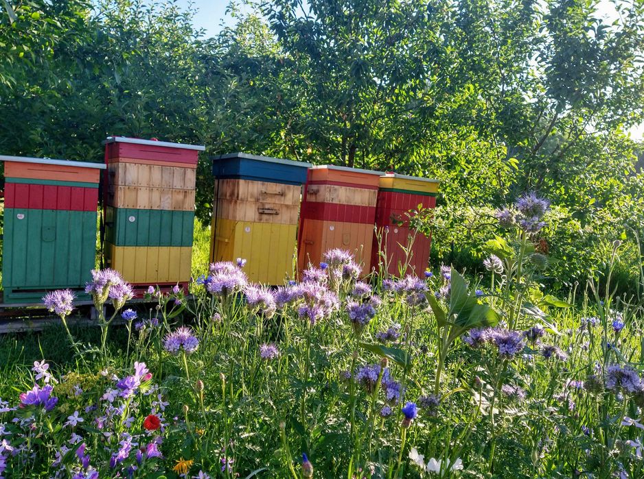 Miód, pyłek pszczeli, upominki