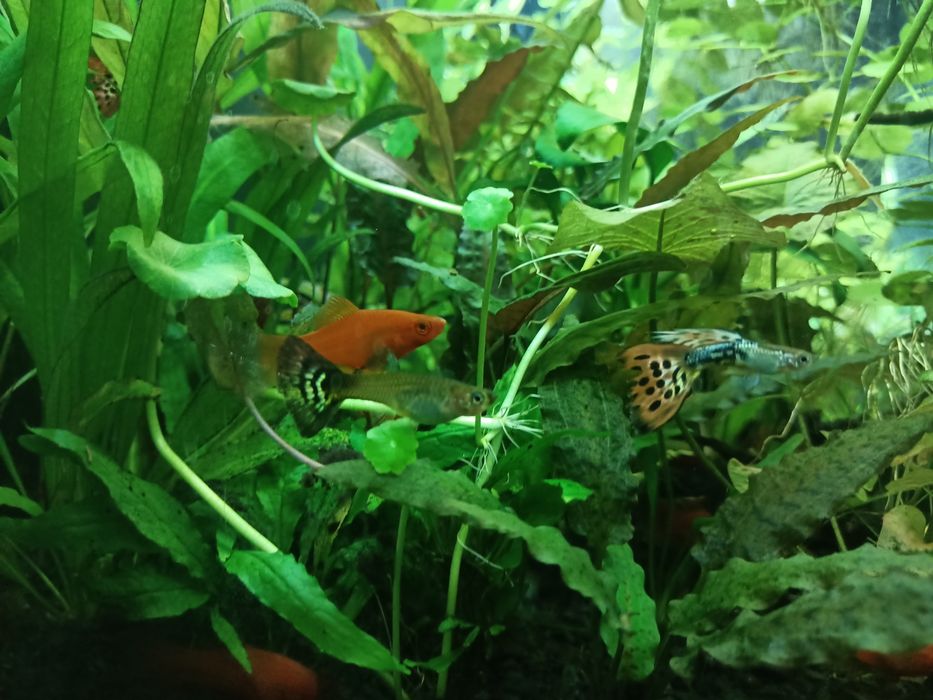 Narybek gupika pawie oczko