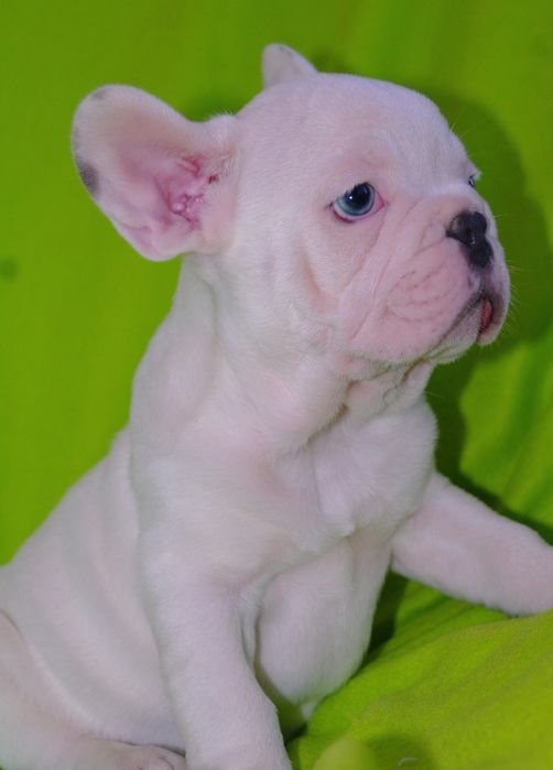 Шикарный парнишка