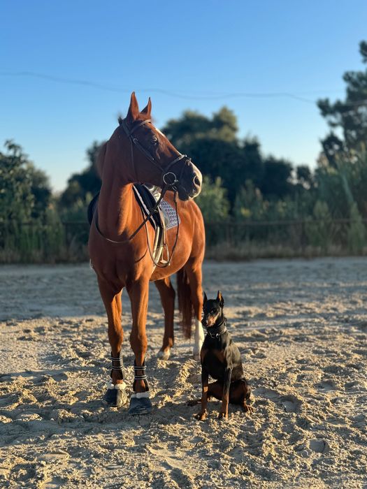 Mix KWPN Experiente Saltos