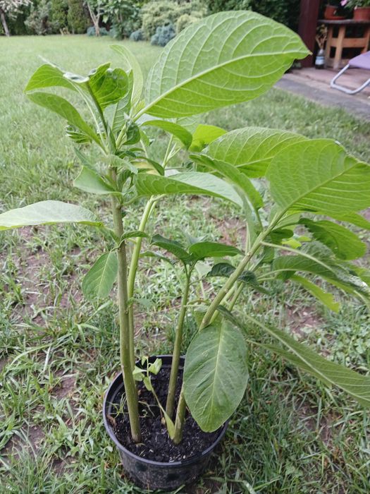 Datura,Burgmansja,rozsady