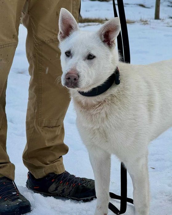 Арчі, метис, шукає дім