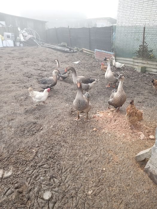 Sprzedam gęsi młode