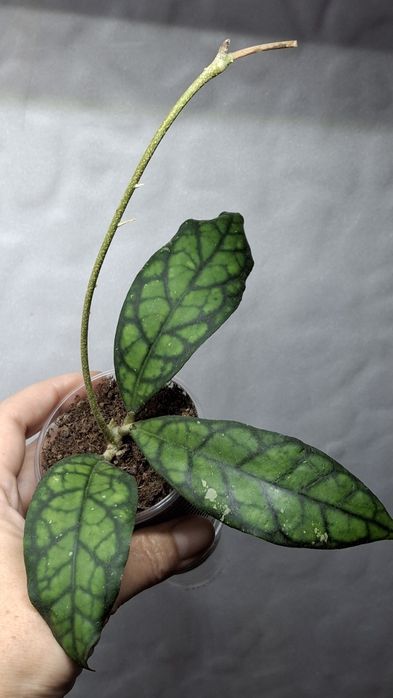 Хойи -Ноуа Callistophulla Black Cat