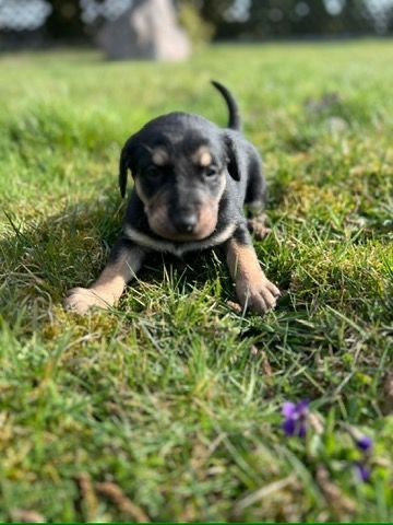 Oddam szczeniaki w dobre ręce