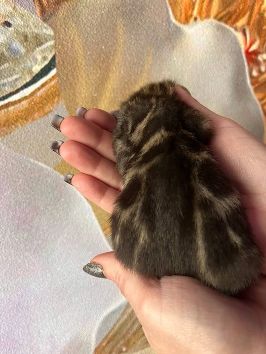 Неймовірні кошенята бенгалів з документами