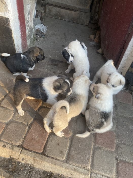 Продам цуценяти лайки