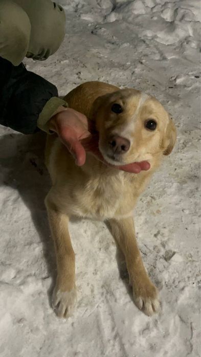 Собака, цуцик