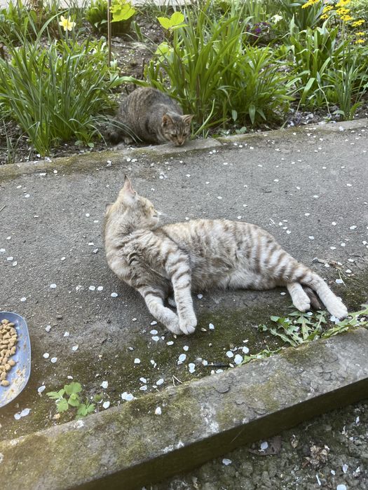 Киця шукає родину.котик.Кошеня.Котики