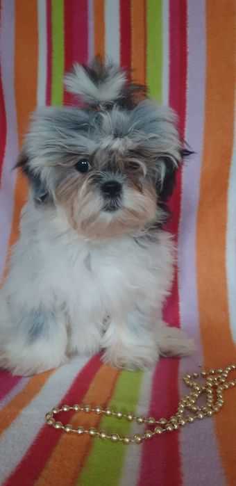 Дівчинка ши-тцу,вік 3 місяці