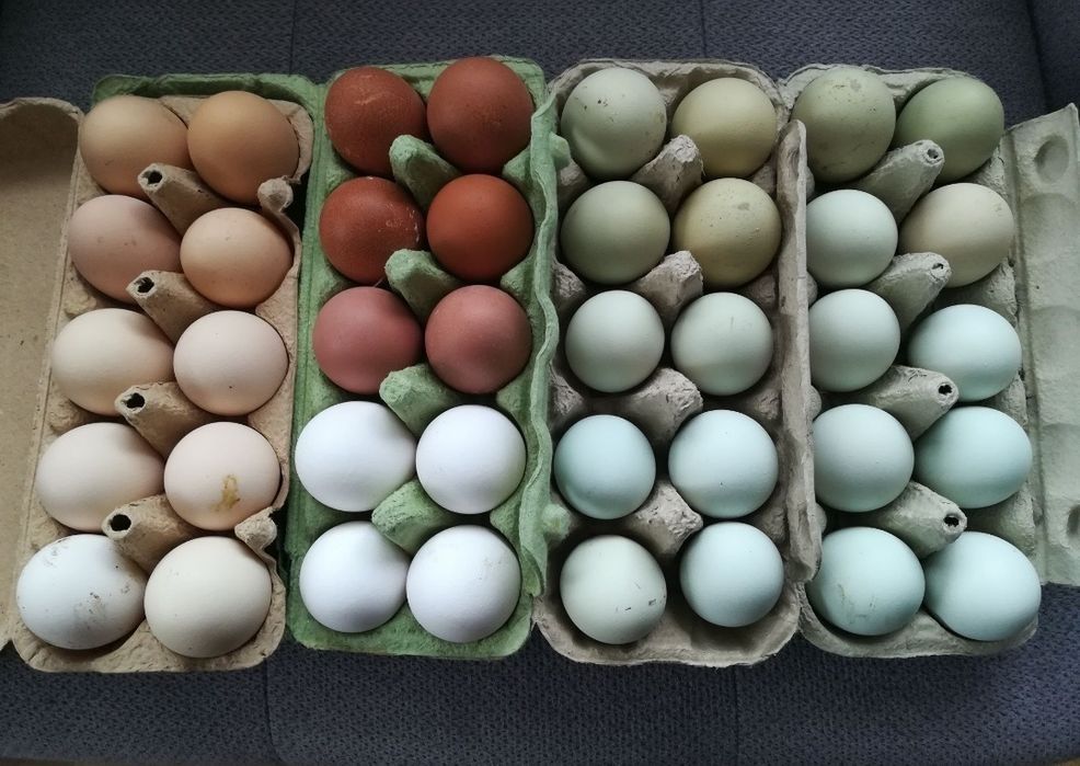 Kury marans, araukana, green Shel, blues hel, leghorn