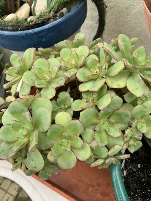 5 Mudas de suculentas + 2