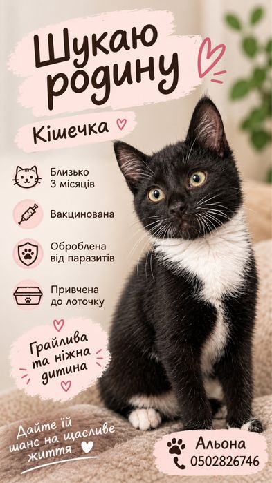 Кошенятко кішечка шукає дім