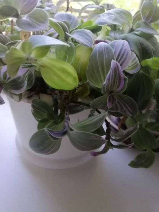 Продам черенки традесканции (укоренённые и неукоренённые)