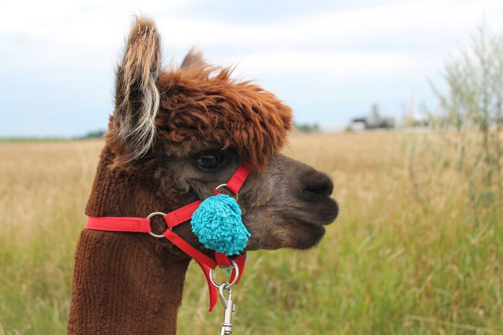 Samiec Alpaki szuka kochającego domu