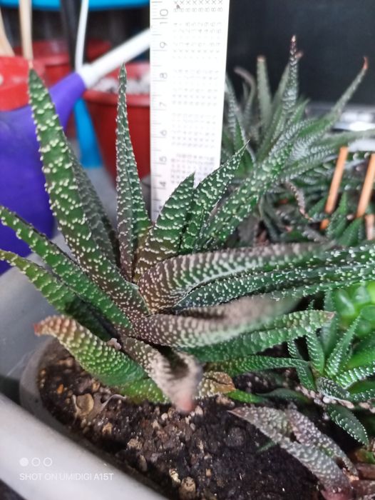 Хавортія оттянутая