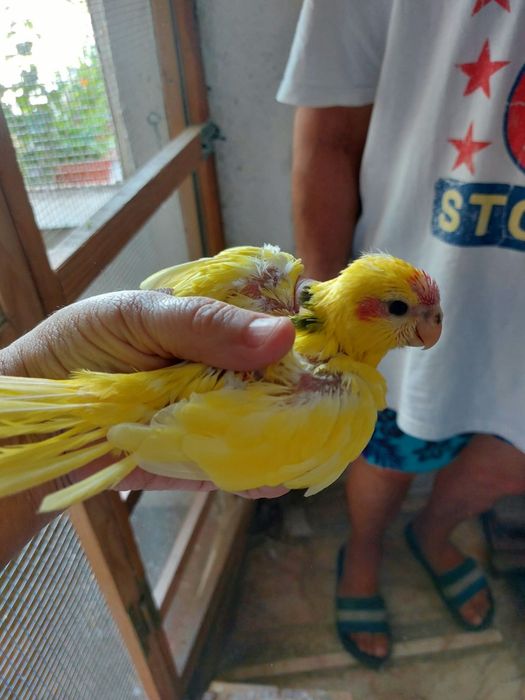 Tenho 4 kakarics com 15 dias para acabar de criar a mão 40 euros cada