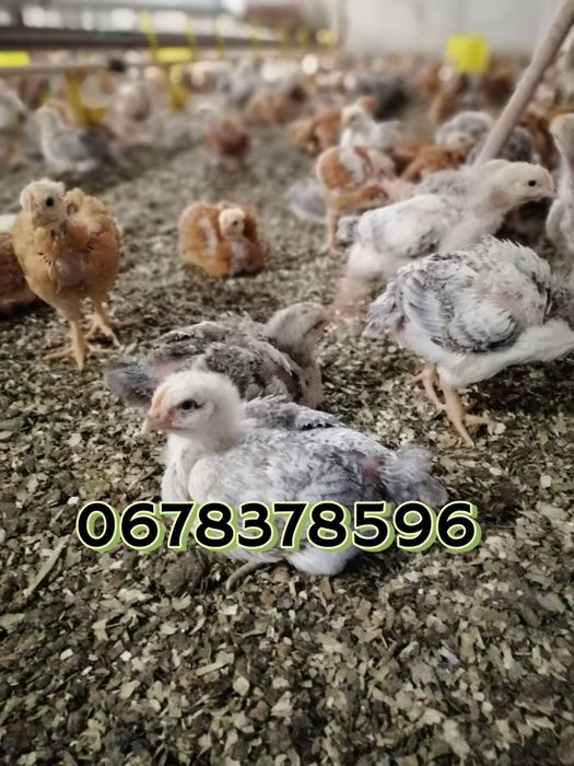 Підрощені курчата