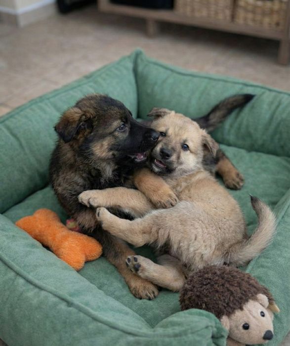 Вівчаристі цуценята! 2 міс.