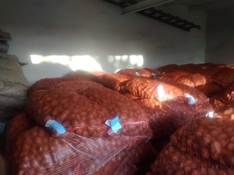 Kwalifikowane ziemniaki sadzeniaki prosto z hodowli