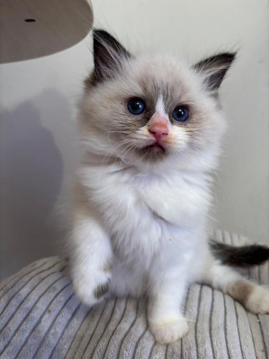 Ragdoll Felinoterapia Piękny Kot FIFE FPL