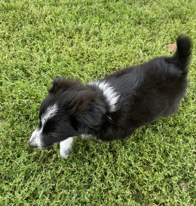Szczeniak do adopcji 3 mie