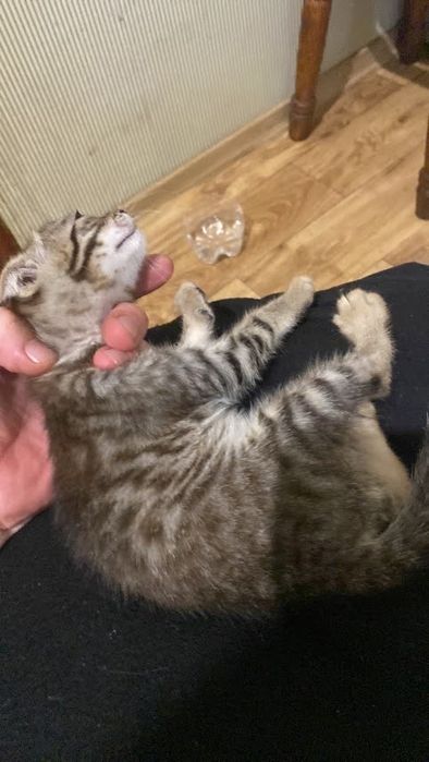 Шотланский веслоухий котик 2 месяца