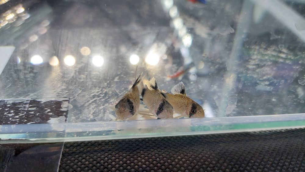 Kirys panda  (Corydoras panda) WYSYŁKA AKWAWIN