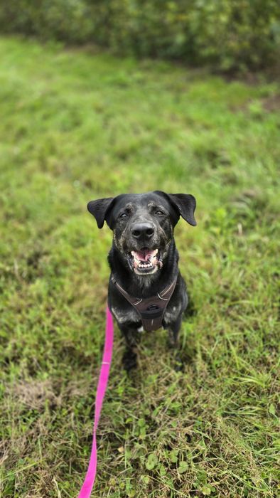 Potter młodziutki posłuszny samiec