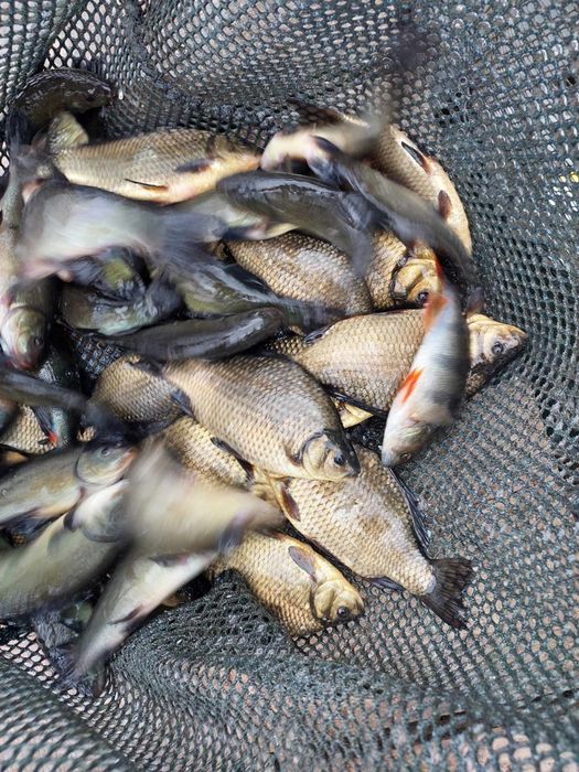 Narybek karpia do stawów