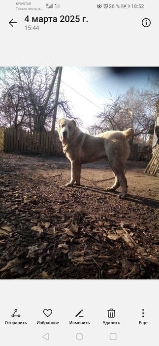 Цуцинята алабая елементні. Вязка