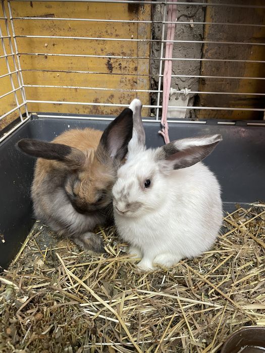 Декоративні кролики