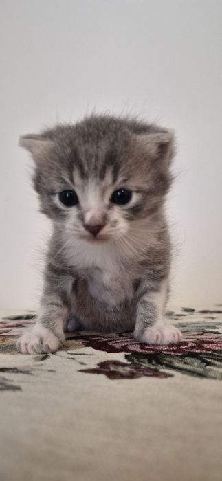 Шотланський прямовухий котик