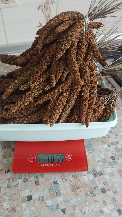 Чумиза врожай 2025 року 0,5 кілограм 250 грн