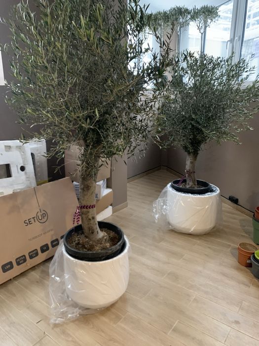 Оливкове дерево   Бонсай 1,70