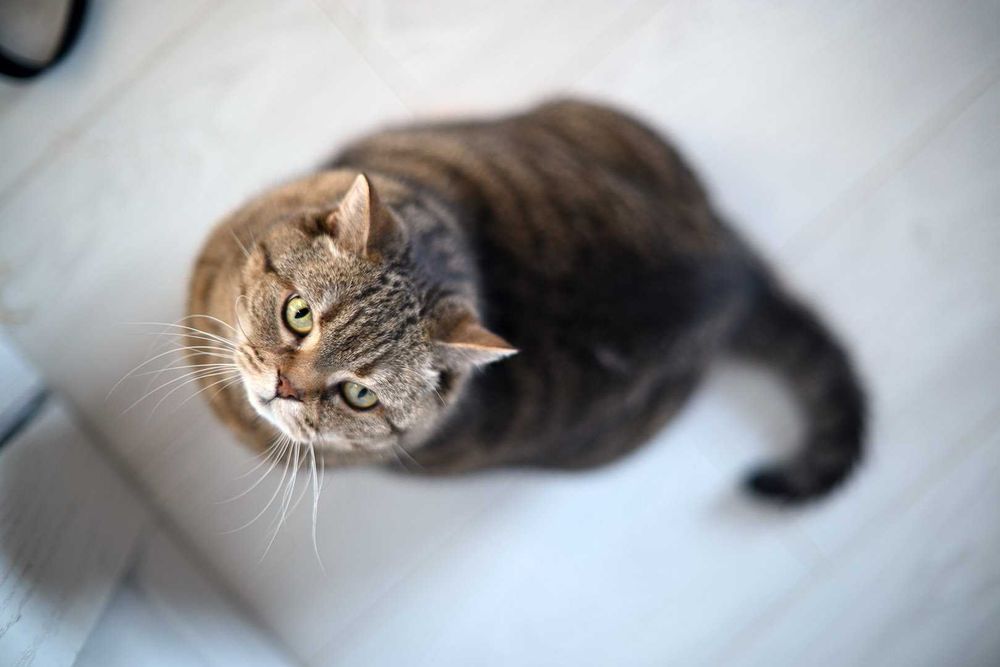 NikkorS 55/1,2 Ai надсвітлосильний вінтаж об’єктив з красивим малюнком