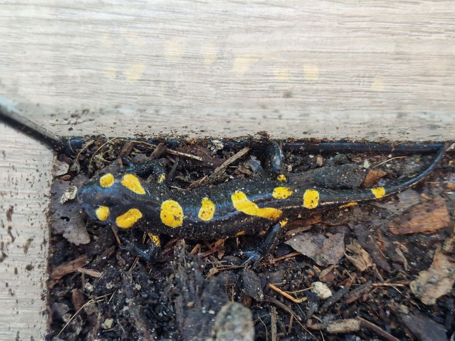RARYTAS Salamandra algira tingitana CB25 5cm (Beni Arous, Maroko)