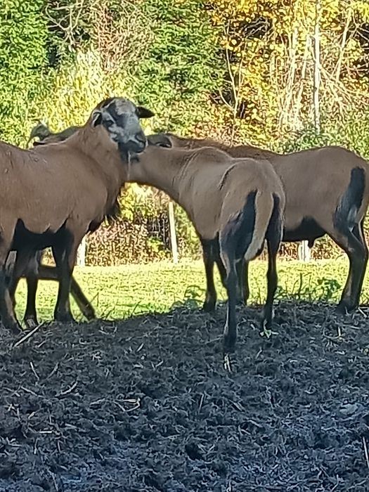 Owce kameruńskie baran