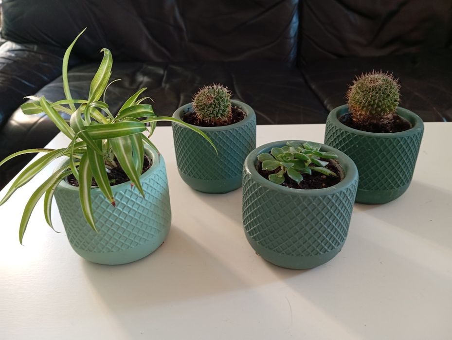 Mini plantas com vaso cerâmica