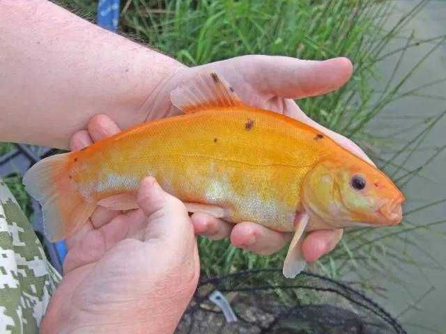 Рибна ферма вирощує золотого лина