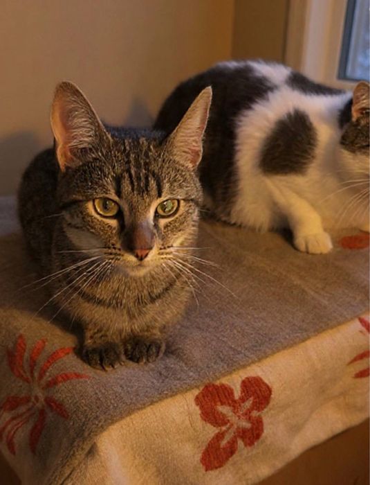 Врятована киця шукає дім!